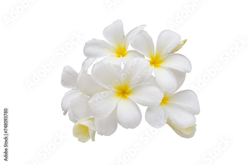 Bunch of Plumeria flowers bloom with drops isolated on white background included clipping path.