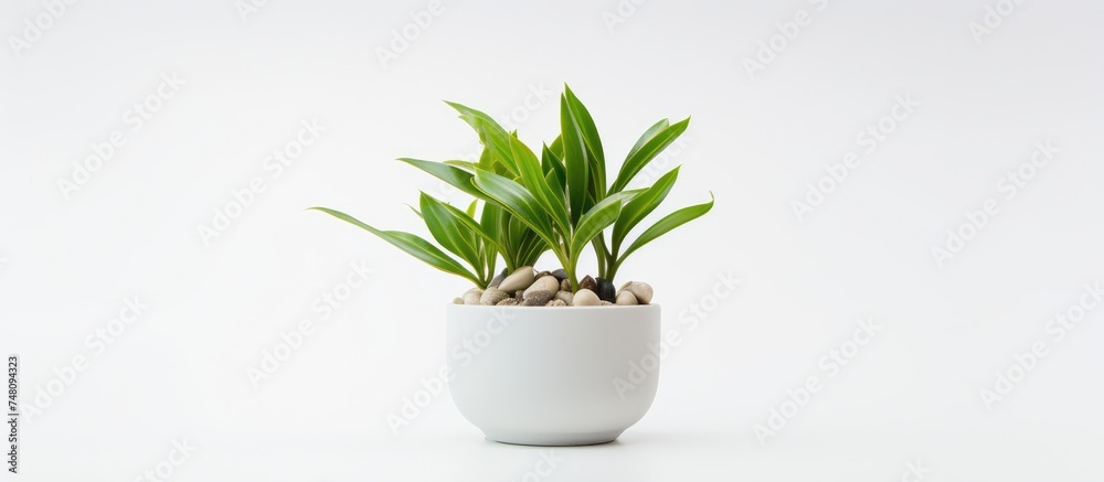A small potted plant is placed on a clean white surface, creating a simple and minimalist aesthetic. The plants green leaves stand out against the bright background, adding a touch of nature indoors. A small potted plant is placed on a clean white surface, creating a simple and minimalist aesthetic. The plants green leaves stand out against the bright background, adding a touch of nature indoors.