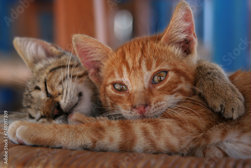 Two little kittens relaxing on the chair, sharing an embrace. (Amorgos/Cyclades/Greece)