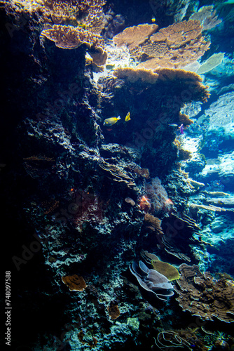 Fototapeta Naklejka Na Ścianę i Meble -  coral reef in the aquarium