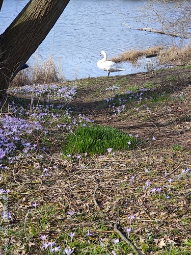 a swan on the shore of the lake, cleaning itself