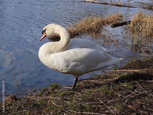a swan on the shore of the lake, cleaning itself