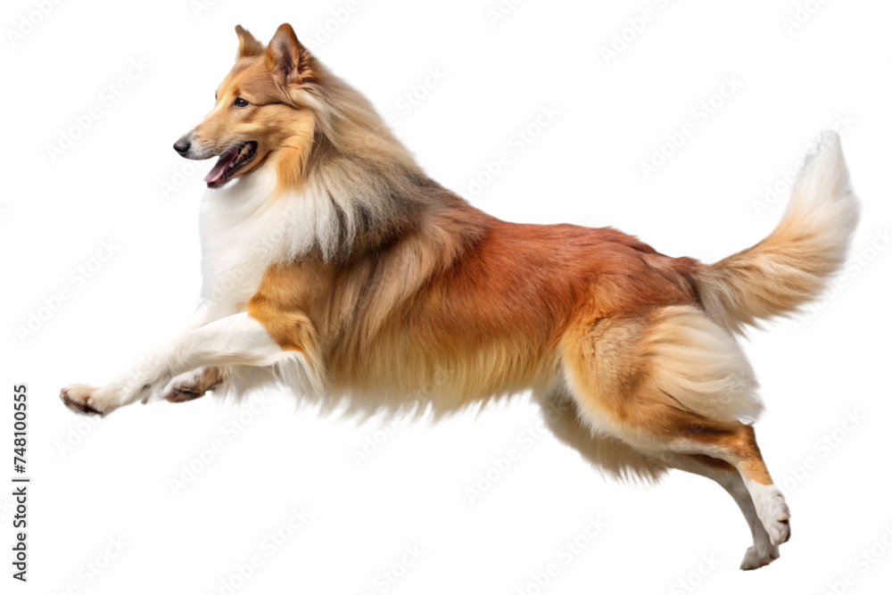 Rough Collie dog on a transparent background Rough Collie dog on a transparent background