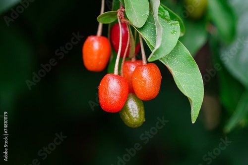Berries hanging from tree branches