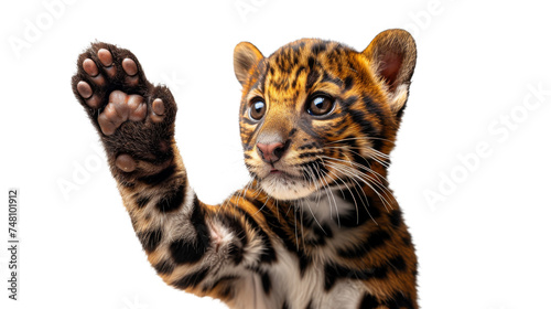 Striking image of a tiger cub standing up with a human hand  showcasing innocence in a human-like gesture
