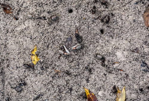 sand crabs on the beach near the sea on a sunny day on one of the Seychelles islands