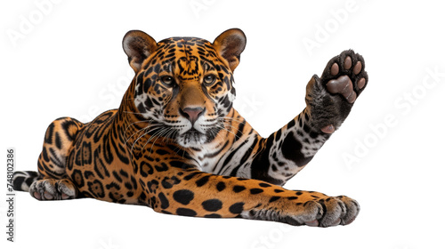 A mesmerizing image of a jaguar lying down and casually raising its paw, displaying its beautiful coat photo