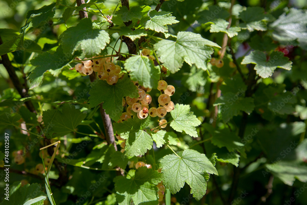 Brush of white currant berries among green leaves. Brush of white currant berries among green leaves.