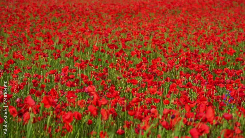 Field of red poppy flowers on the wind. Natural background. Field of red poppy flowers on the wind. Natural background.
