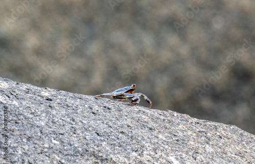 sand crabs on the beach near the sea on a sunny day on one of the Seychelles islands photo