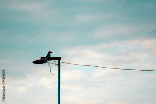 A bird perches on a lamp post