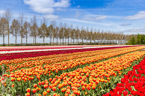 Vibrant yellow and red tulips in the Noordoostpolder in The Netherlands