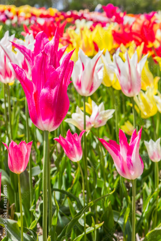 Pink tulips in a flowerbed at springtime in The Netherlands