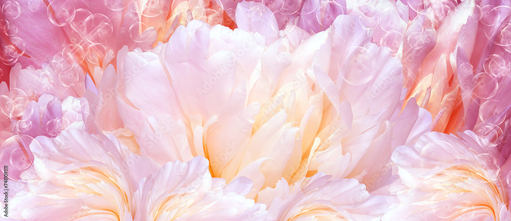 Floral background. Peony flower and petals flowers. Close-up. Nature. Floral background. Peony flower and petals flowers. Close-up. Nature.