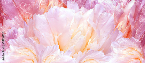 Floral background.  Peony   flower and petals flowers. Close-up.   Nature.