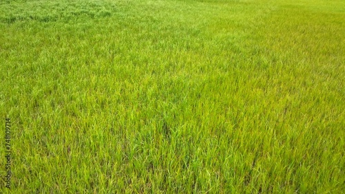 Landscape background looking down on green marsh grass with gentle breeze 