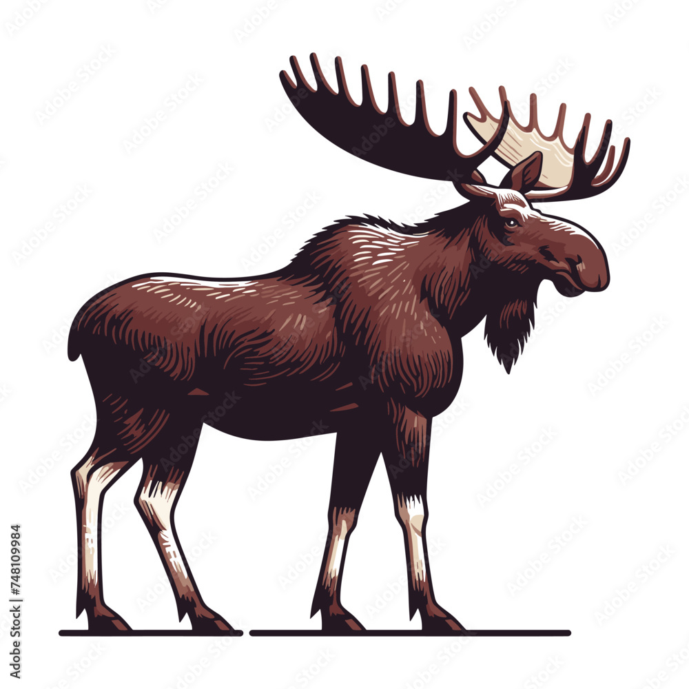Moose buck elk full body vector illustration, zoology illustration, wild animal moose design template isolated on white background Moose buck elk full body vector illustration, zoology illustration, wild animal moose design template isolated on white background