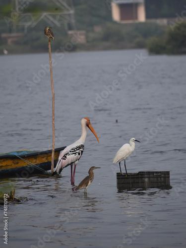 great blue heron ardea cinerea