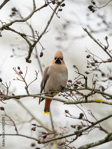 A Waxwing Perched in a Tree