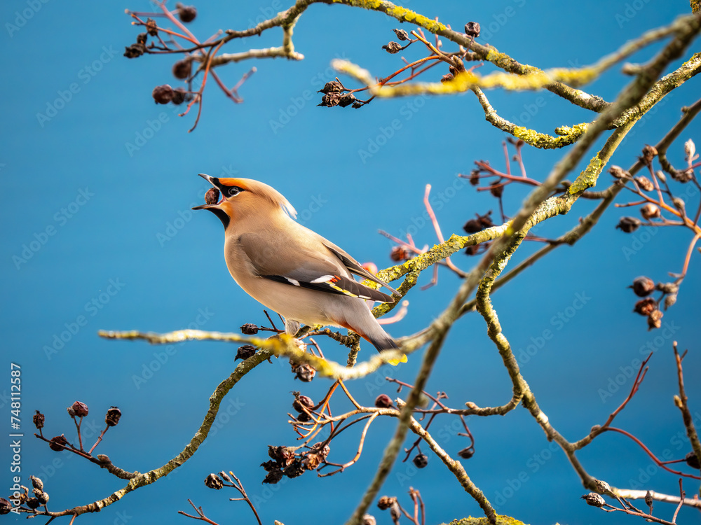 A Waxwing Feeding on Berries