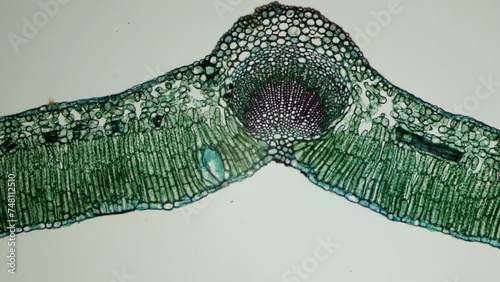 Microbotany A cross section of a leaf.  Epidermis, mesophyll, parenchyma, stomata, network of veins. Vegetative organ of a plant whose main functions are photosynthesis, gas exchange, and transpiratio