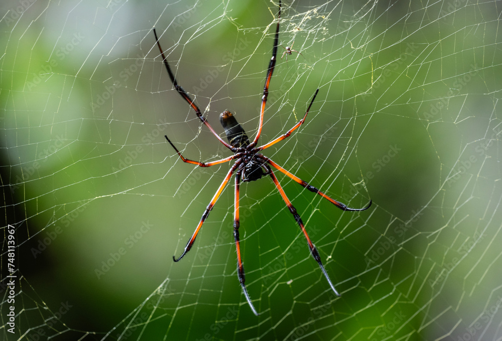Obraz premium a large black and red spider in natural conditions on a sunny day on one of the Seychelles islands