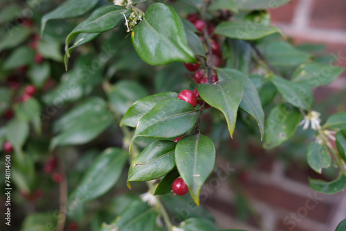 Sarcococca ruscifolia photo