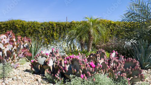 Foto Majestic magenta flowering Beavertail prickly pear, Opuntia basilaris, with othe