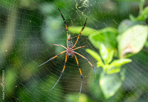 a large black and red spider in natural conditions on a sunny day on one of the Seychelles islands © константин константи