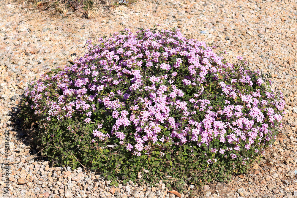 Obraz premium Xeriscaped street with flowering shrub of Lantana Montevidensis used in desert style landscaping