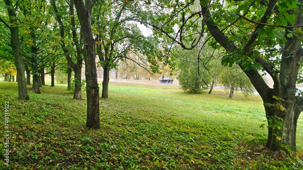 Birch trees grow along the asphalted road with markings where the car is traveling, and yellowing trees stand on the mowed grassy roadsides and lawns. Rainy and foggy autumn weather