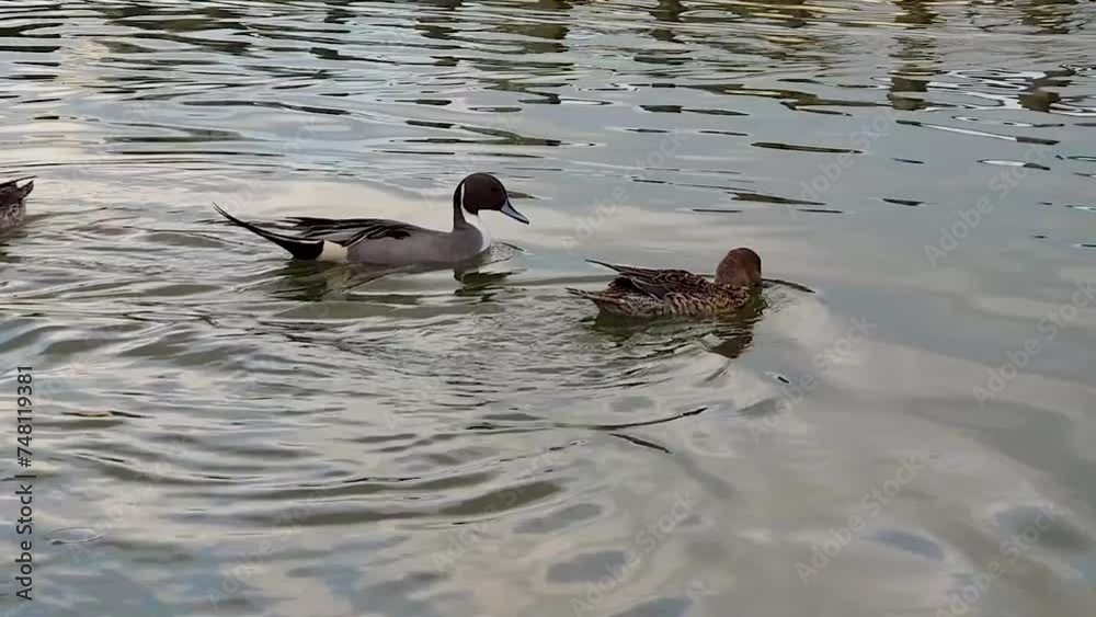 水上で羽ばたくカモ 水上で羽ばたくカモ