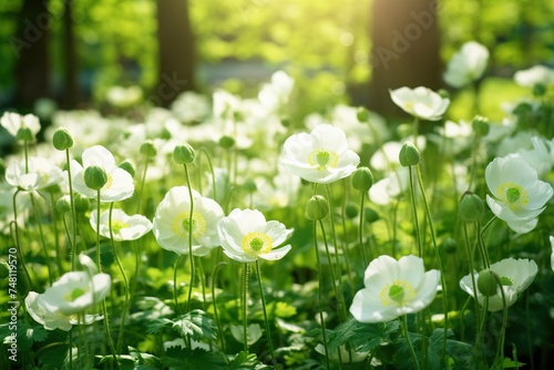 Beautiful white flowers of anemones in spring in a forest close-up in sunlight in nature Spring fore 