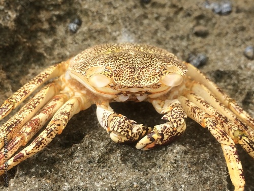 Close Up of a Cute Crab, Playa Puerto Nuevo, Puerto Rico
