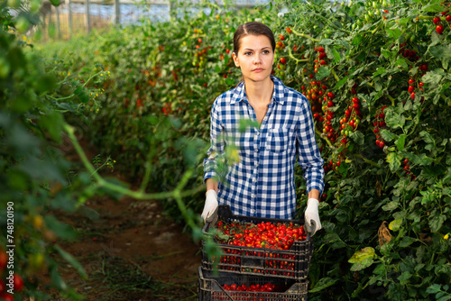 Female farmer carries box of ripe cherry tomatoes in greenhouse © JackF