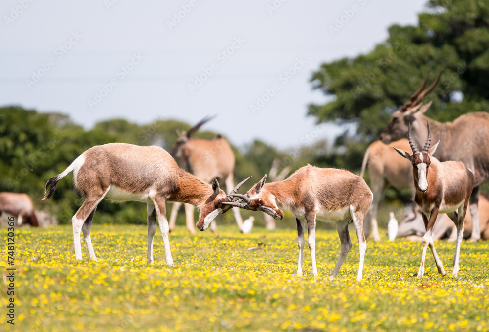 Bontebok (Damaliscus pygargus) antelope in the wild rutting with their horns during spring at De Hoop nature reserve, Western Cape, South Africa Bontebok (Damaliscus pygargus) antelope in the wild rutting with their horns during spring at De Hoop nature reserve, Western Cape, South Africa