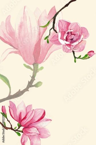 magnolia Pink and white flowers bloom in a beautiful garden  showcasing the magnolia blossom in full summer bloom watercolor hand drawn drawing