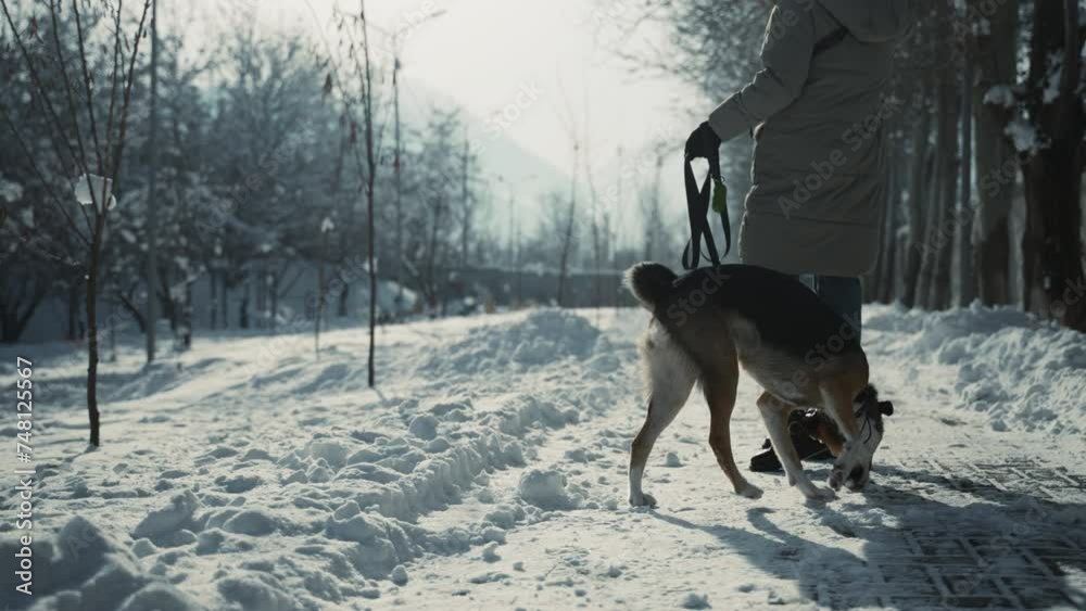 Wrapped in warm winter attire, woman and her dog pause their playful frolic in snow to enjoy quiet moment, surrounded by serene beauty of park blanketed in snow Wrapped in warm winter attire, woman and her dog pause their playful frolic in snow to enjoy quiet moment, surrounded by serene beauty of park blanketed in snow