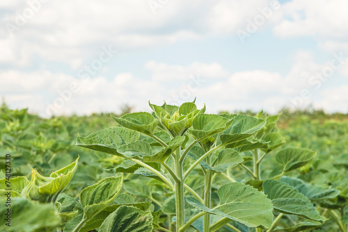 Close up for young sunflowers in a agricultural field