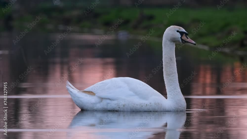 White swan on the lake at the sunset. Romantic background. Birds in the environment. Video for background White swan on the lake at the sunset. Romantic background. Birds in the environment. Video for background