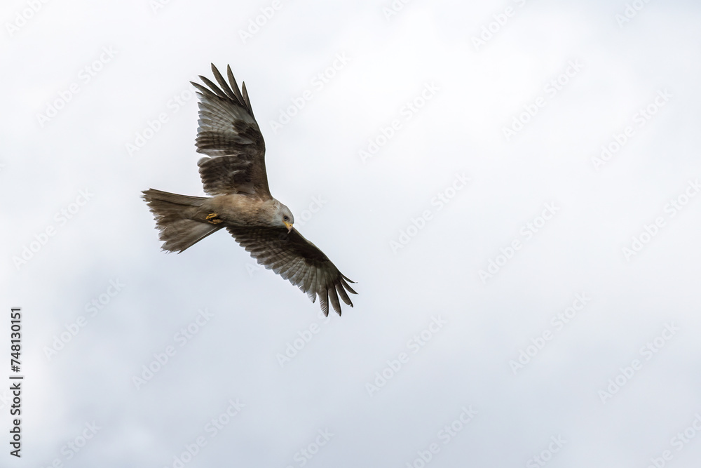 Fototapeta premium Rare white-coloured red kite