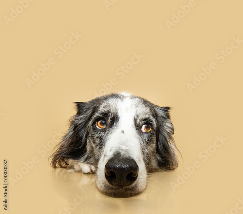 Close-up border collie dog lying down with sad serious or worried expression. Isolated on beige background