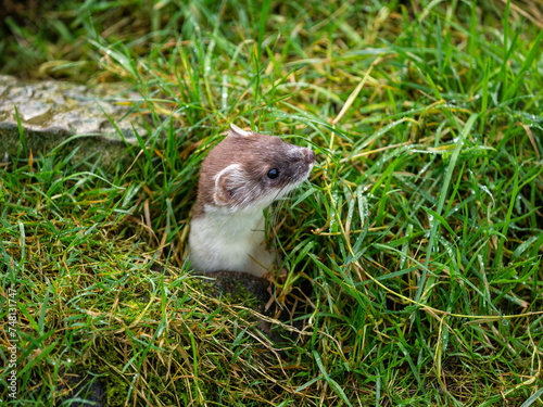 Close-up of a Stoat in Partial Ermine