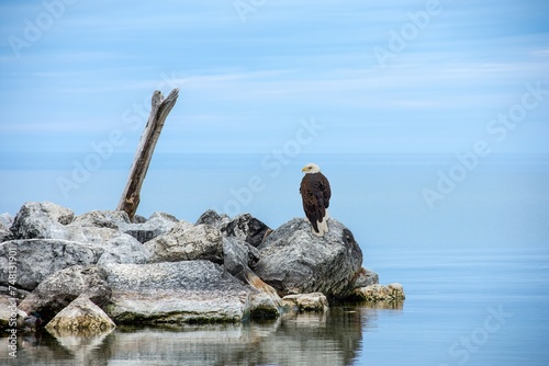 A bald eagle on a beach rock with driftwood and Lake Michigan water