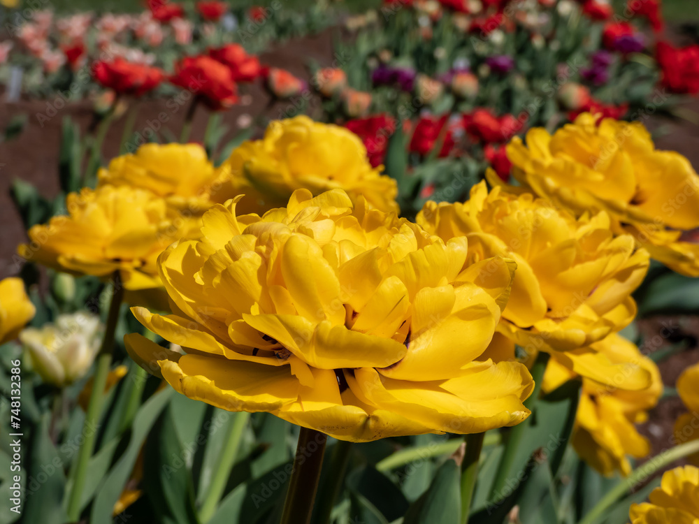 Tulip 'Monte carlo' blooming with showy, bright sunny yellow flowers with double row of bright golden yellow, overlapping, ruffled petals and slightly feathered red in garden Tulip 'Monte carlo' blooming with showy, bright sunny yellow flowers with double row of bright golden yellow, overlapping, ruffled petals and slightly feathered red in garden
