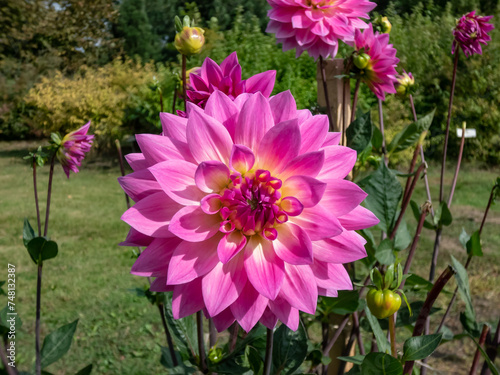 Dahlia 'Miss delilah' blooming with large flower with hot pink outer petals and a cooler creamy ring around the centre in garden