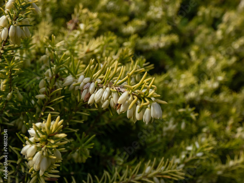 Heather (Erica carnea) 'Golden Starlet' with lime-green foliage flowering with pure white flowers in short racemes in spring