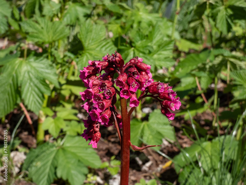Bergenia Moench 