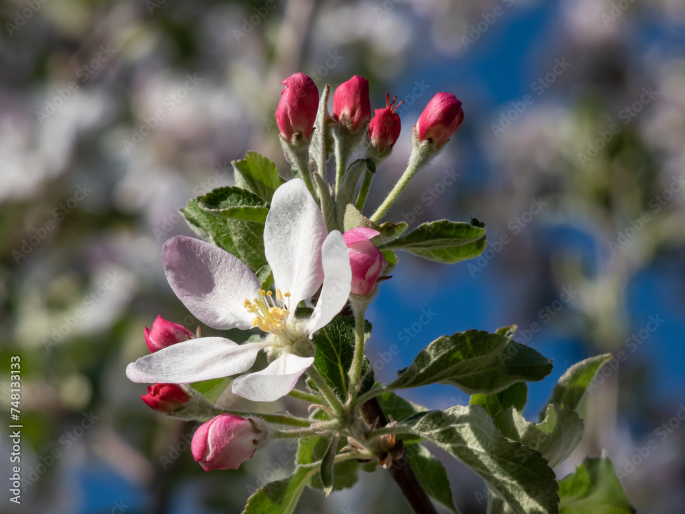 White and pink buds and blossoms of apple tree flowering in an orchard in spring. Branches full with flowers with open and closed petals in bright sunlight