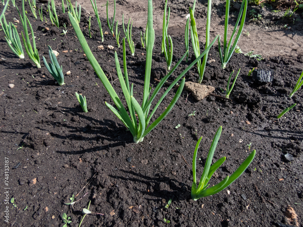 Vegetable bed with green onions and chives growing in the garden with wet soil. The concept of agriculture, vegetable garden in the spring Vegetable bed with green onions and chives growing in the garden with wet soil. The concept of agriculture, vegetable garden in the spring